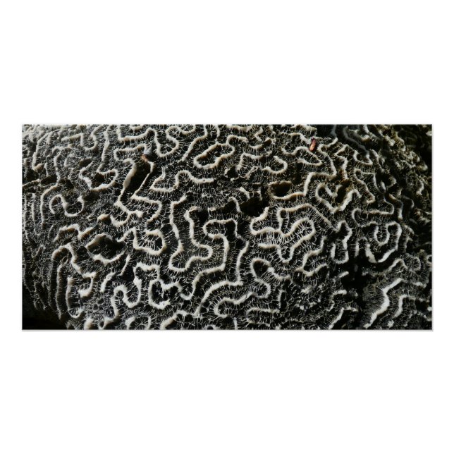 Póster Coral blanco y negro II Resumen Foto de la natural (Anverso)
