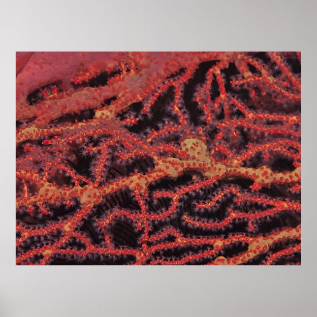 Póster Coral Close (Frente)