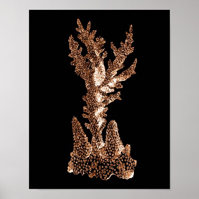 Póster Coral costero mar mar playa mar negro (Frente)