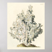 Coral de acuarela antigua