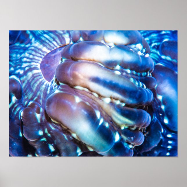 Póster Coral de color meterílico (Frente)