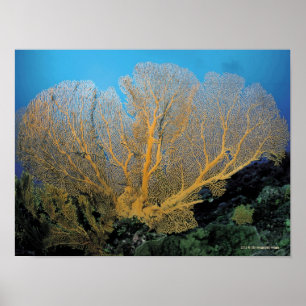 Póster Coral de Gorgonian