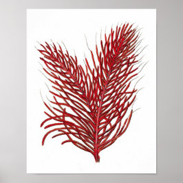 Póster Coral del Mar Rojo cálido n.º 8 Beach Wall Art Imp