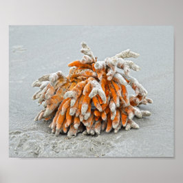 Póster Coral en la playa, Isla Kiawah