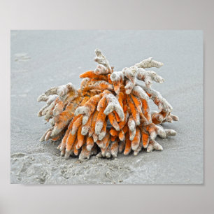 Póster Coral en la playa, Isla Kiawah