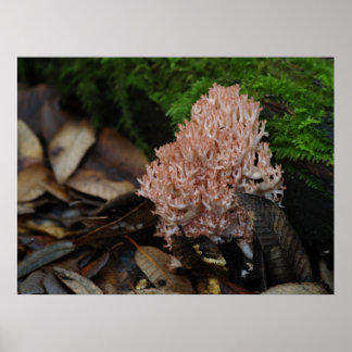 Póster Coral Fungus