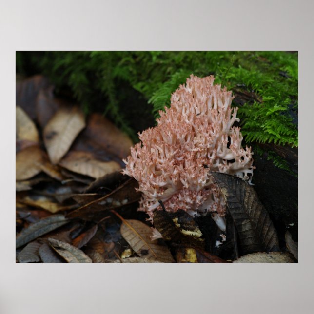 Póster Coral Fungus (Frente)