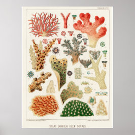 Póster Coral, Great Barrier Reef vintage art poster ポスター