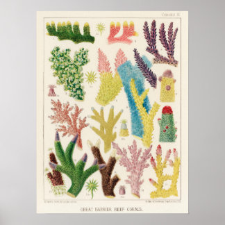 Póster Coral, Great Barrier Reef vintage art poster ポ ス タ