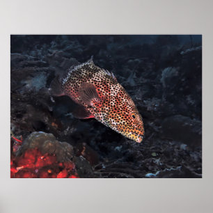 Póster Coral Grouper
