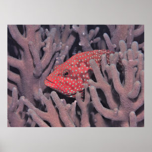 Póster Coral Hind en el Coral
