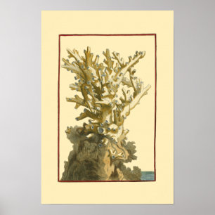 Póster Coral junto al mar