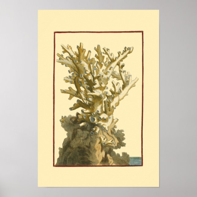 Póster Coral junto al mar (Frente)