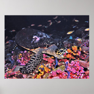 Póster Coral Munching Hawksbill