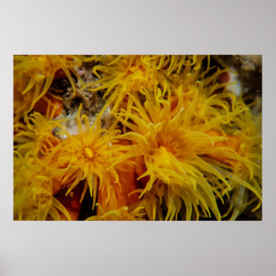 Póster coral por taza de naranja