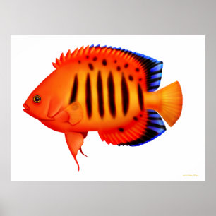 Póster Coral Reef Flame Angelfish Poster