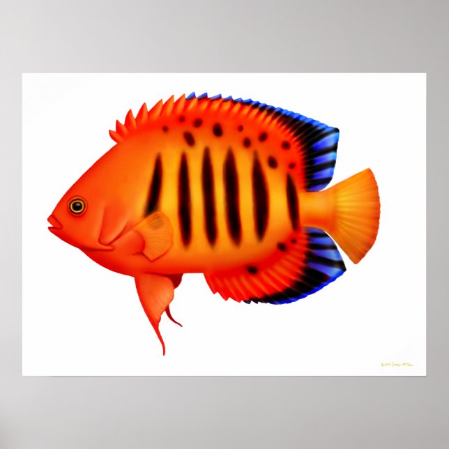 Póster Coral Reef Flame Angelfish Poster (Frente)