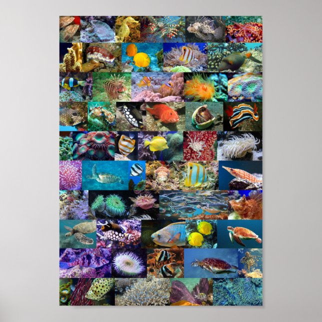 Póster Coral Reef Marine Life Fish Animals Fotos Collage (Frente)