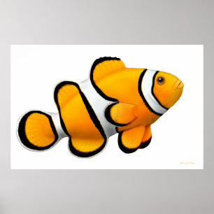 Póster Coral Reef Percula Clowfish Poster