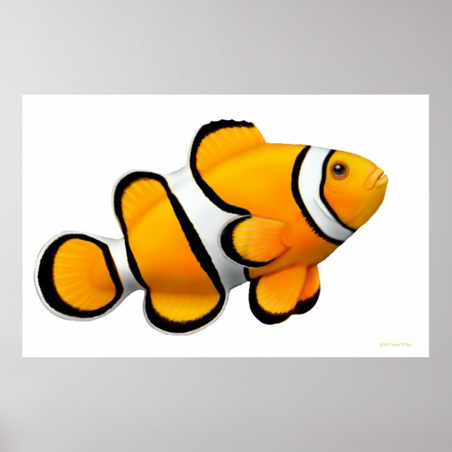 Póster Coral Reef Percula Clowfish Poster (Frente)