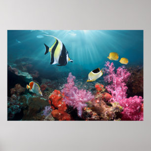 Póster Coral Reef Scenery   Moorish Idol