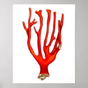 Póster Coral rojo, ilustracion de vida marina