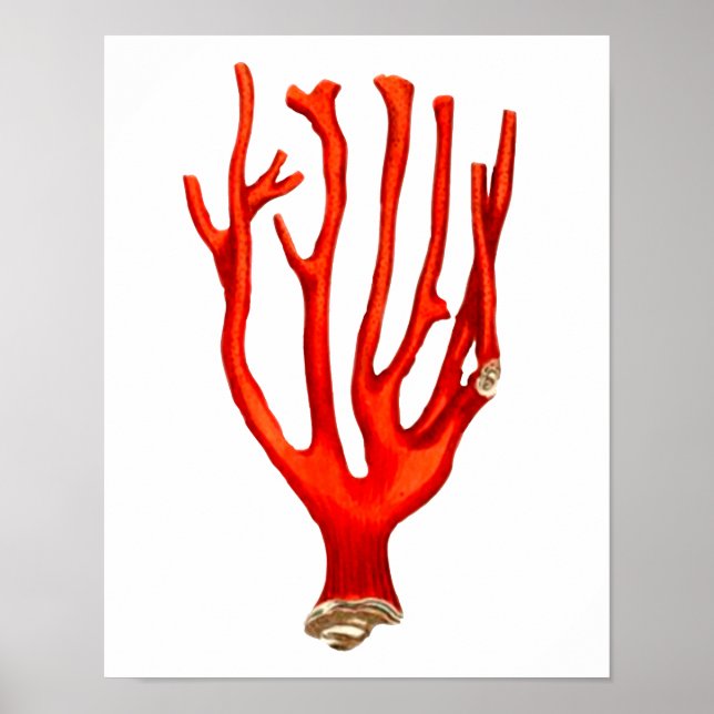 Póster Coral rojo, ilustracion de vida marina (Frente)