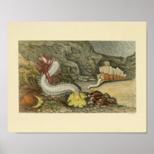 Póster Coral Snails Marine Animals Art Print