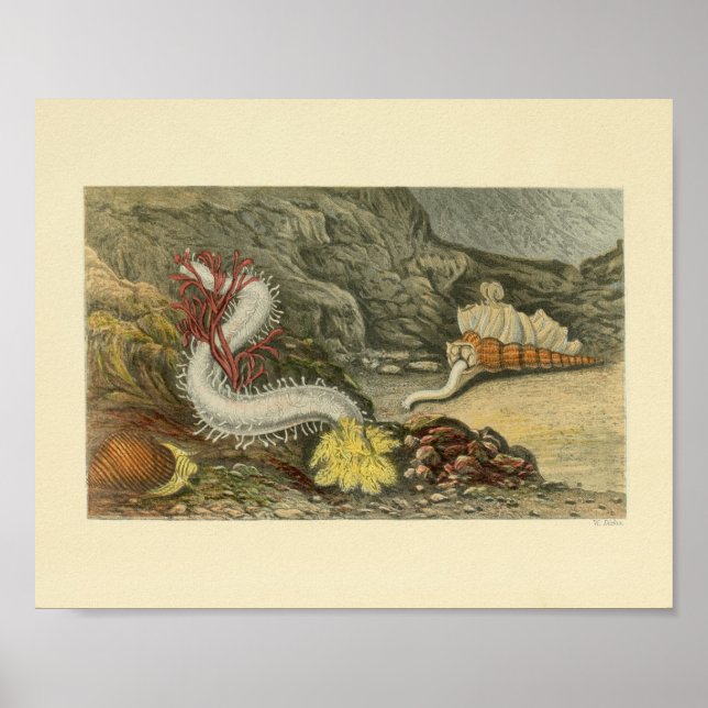 Póster Coral Snails Marine Animals Art Print (Frente)
