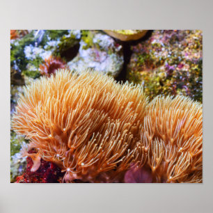 Póster Coral subacuático del mar