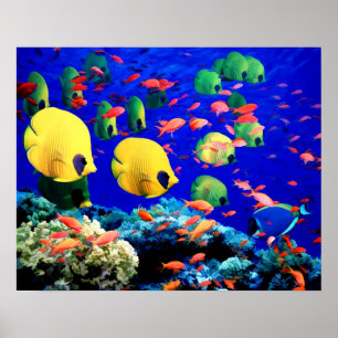 Póster Coral submarino y peces tropicales