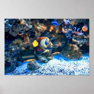 Póster Coral tropical vibrante submarino de los pescados
