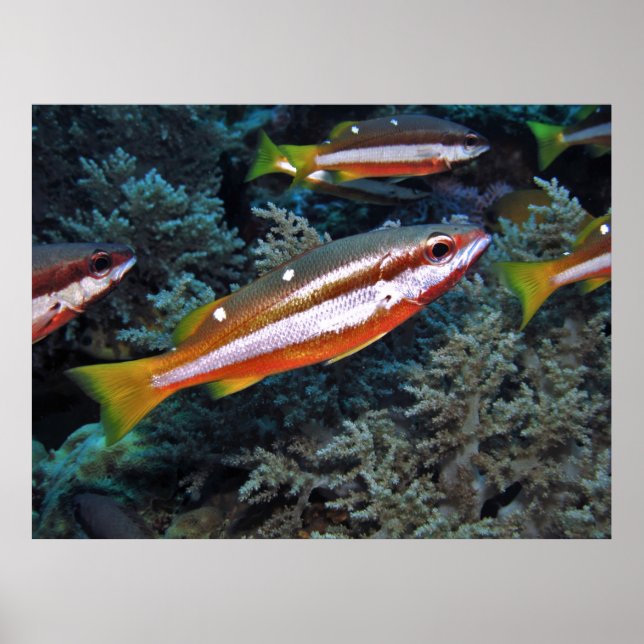 Póster Coral Trout (Frente)