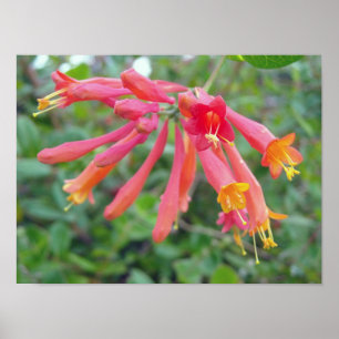 Póster Coral Trumpet Honeysuckle Photo Gifts
