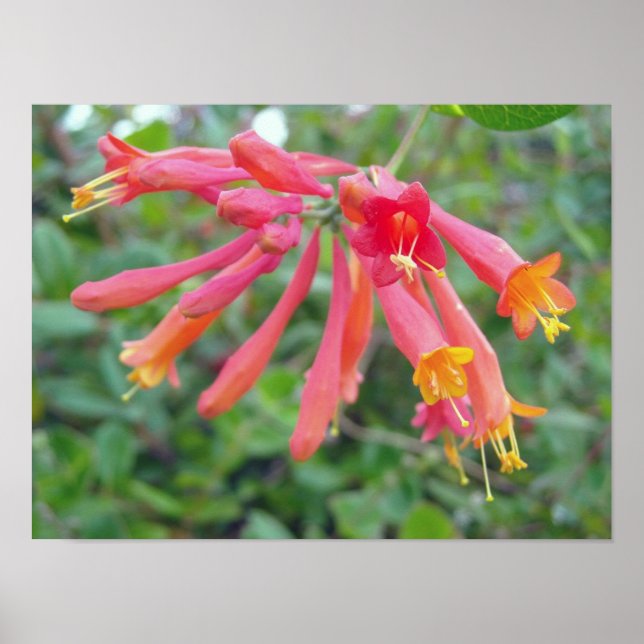 Póster Coral Trumpet Honeysuckle Photo Gifts (Frente)