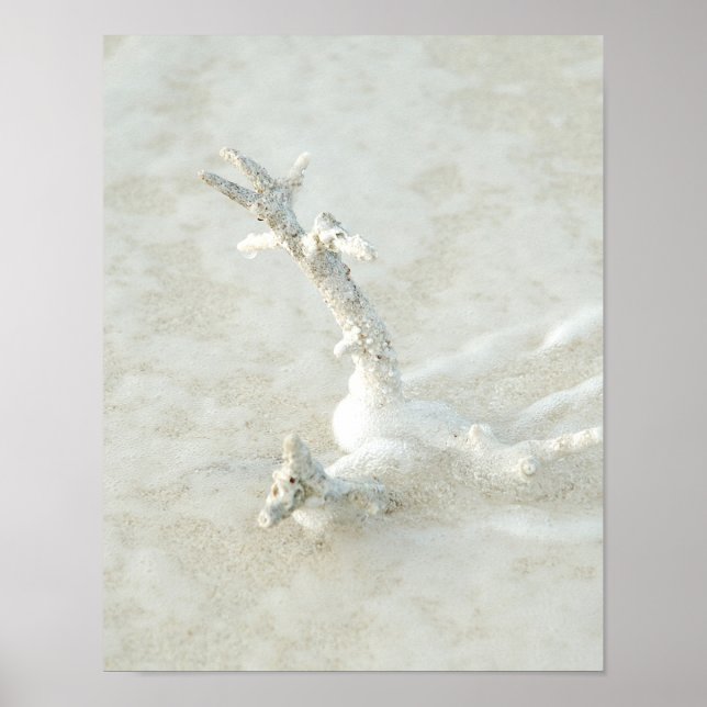Póster Coral único en la playa (Frente)