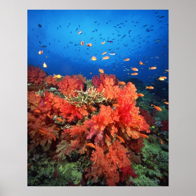 Póster Coral y pescado (Frente)