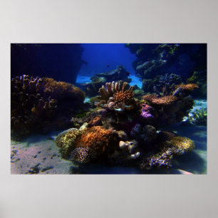 Póster CoralGarden
