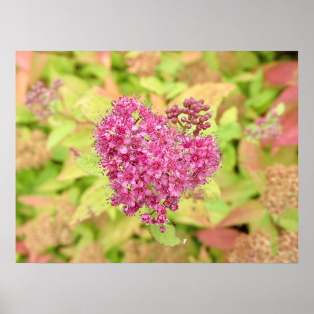 Póster Corazón de flor natural - perforado por flecha. (Frente)