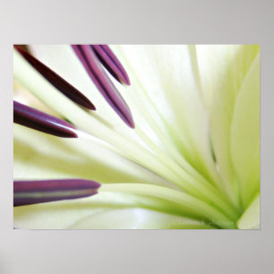 Póster Corazón de la fotografía floral del Bello Artes