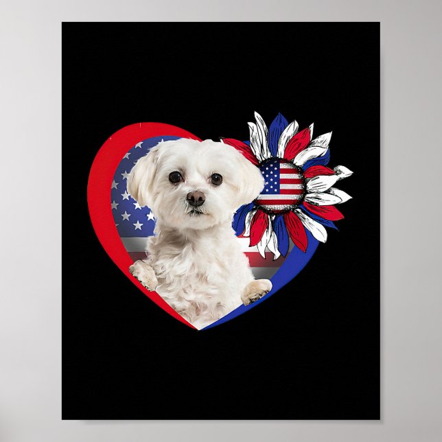 Póster Corazón De Perro Maltés Americano 4 De Julio Bande (Frente)