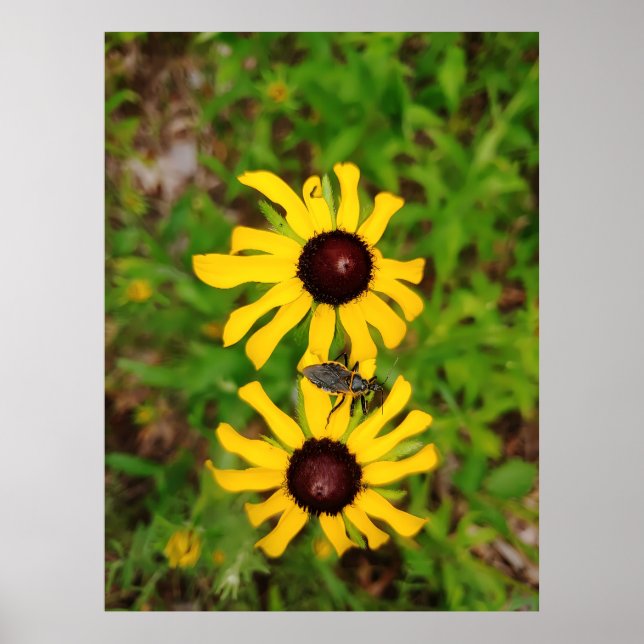 Póster Corazón de verano - fotografía de Ken Gage (Frente)