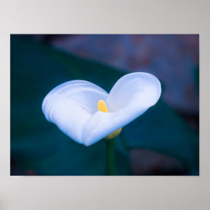 Póster Corazón elegante en forma de Lirio de Calla blanco
