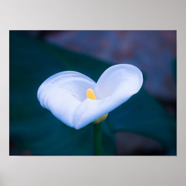 Póster Corazón elegante en forma de Lirio de Calla blanco (Frente)