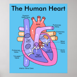 Póster Corazón humano