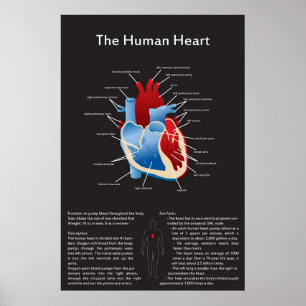 Póster Corazón humano