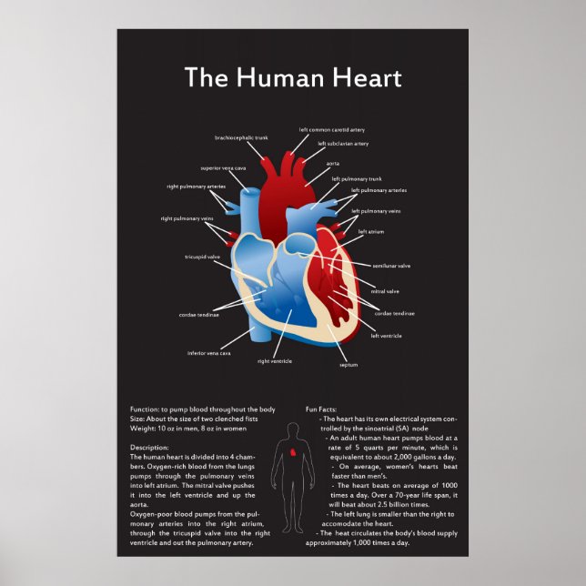 Póster Corazón humano (Frente)