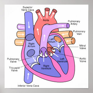 Póster Corazón Humano
