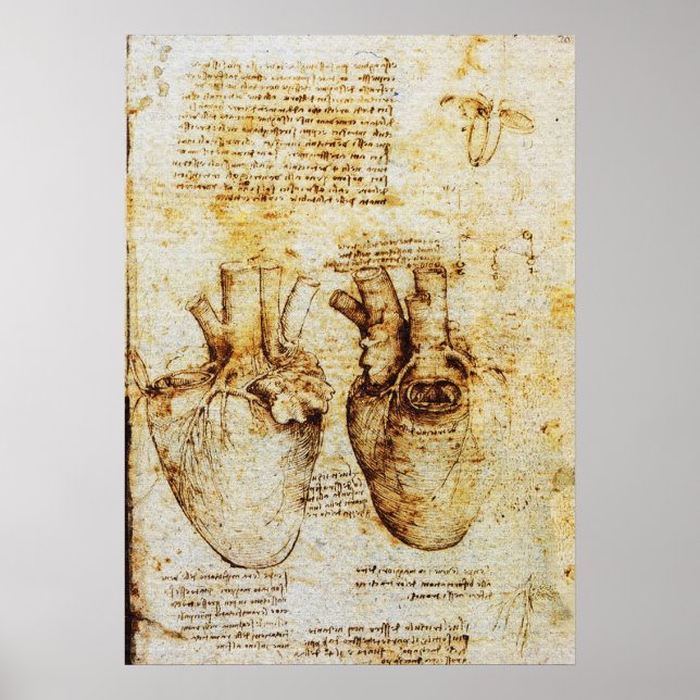 Póster Corazón, sus vasos sanguíneos, Leonardo Da Vinci,  (Frente)