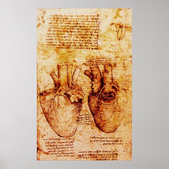 Póster Corazón, sus vasos sanguíneos, Leonardo Da Vinci B (Frente)